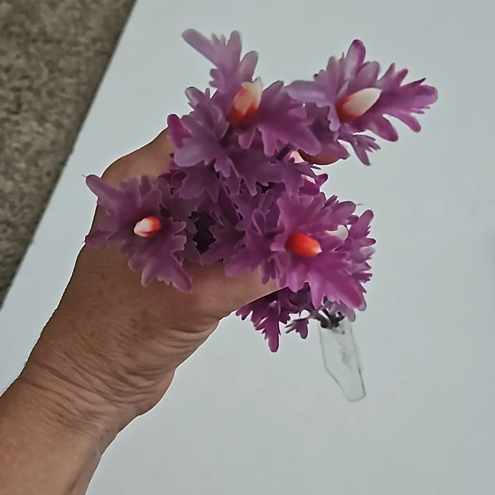 Aquarium or fish tank plants